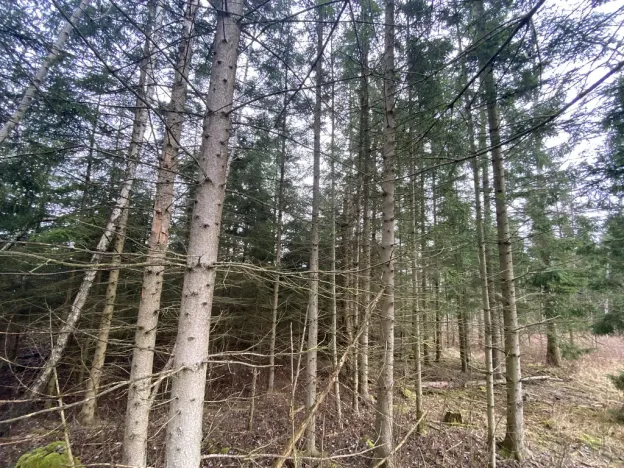 Prodej lesa, Kolinec - Buršice, 5195 m2