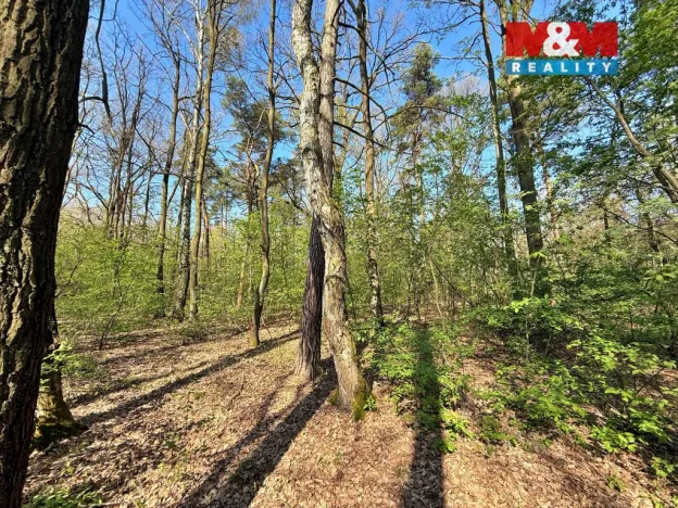 Prodej lesa, Sadská, 1964 m2