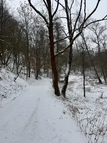 Prodej lesa, Chotiměř, 26763 m2