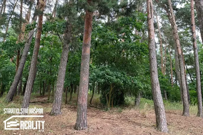 Prodej lesa, Borohrádek, Rudé armády, 5514 m2