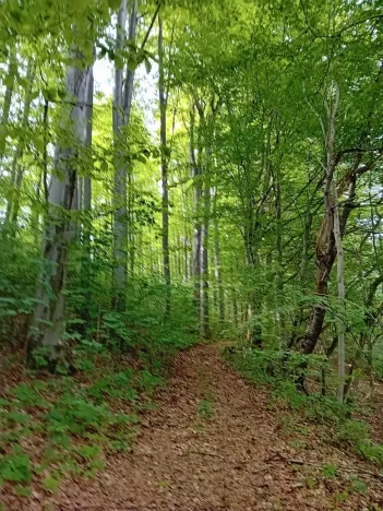 Prodej lesa, Štíty, 18750 m2