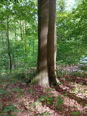 Prodej lesa, Štíty, 18750 m2