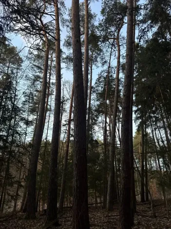 Prodej podílu lesa, Puclice, 12856 m2