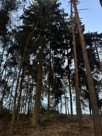 Prodej podílu lesa, Puclice, 12856 m2