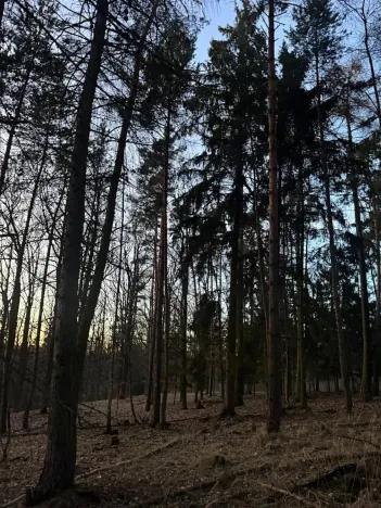 Prodej podílu lesa, Puclice, 12856 m2