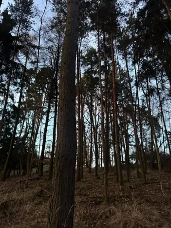 Prodej podílu lesa, Puclice, 12856 m2