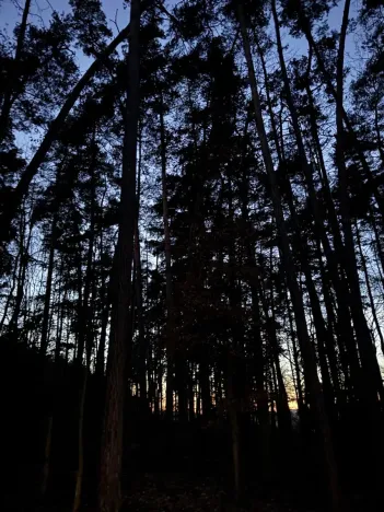 Prodej podílu lesa, Puclice, 12856 m2