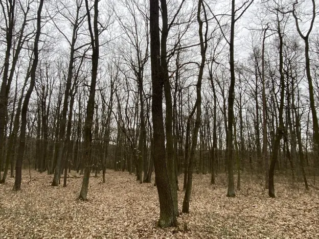 Prodej lesa, Silůvky, 2829 m2