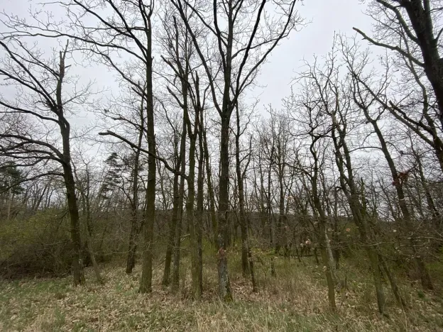 Prodej lesa, Silůvky, 375 m2