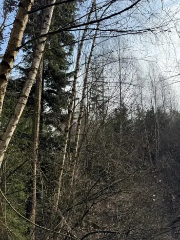 Prodej lesa, Rájec, 5476 m2