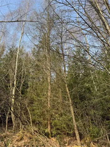 Prodej lesa, Rájec, 5476 m2