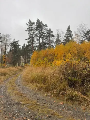 Prodej lesa, Úboč, 13538 m2
