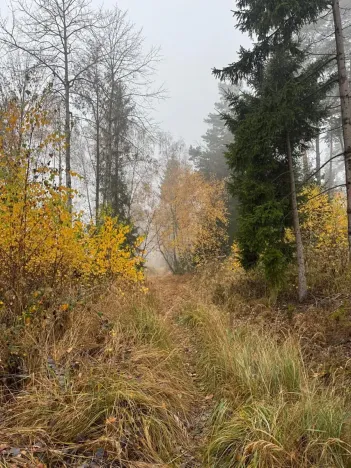 Prodej lesa, Úboč, 13538 m2