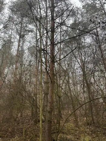 Prodej lesa, Chotiněves, 3854 m2