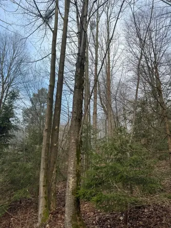 Prodej podílu lesa, Malá Bystřice, 5829 m2