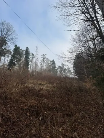 Prodej podílu lesa, Malá Bystřice, 5829 m2