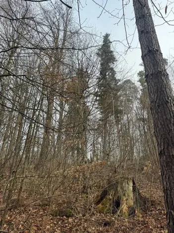 Prodej podílu lesa, Malá Bystřice, 5829 m2