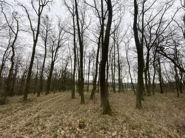 Prodej lesa, Silůvky, 3896 m2