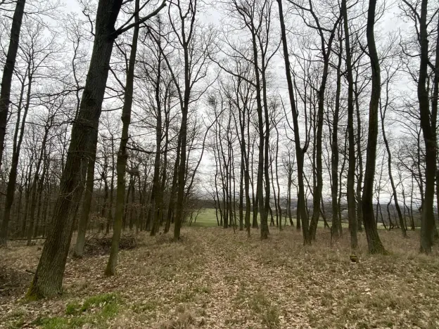 Prodej lesa, Silůvky, 3896 m2