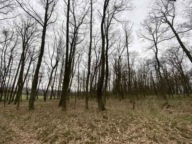 Prodej lesa, Silůvky, 3896 m2