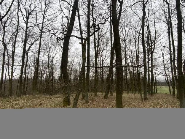 Prodej lesa, Silůvky, 3896 m2