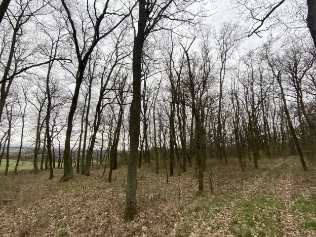 Prodej lesa, Silůvky, 3896 m2