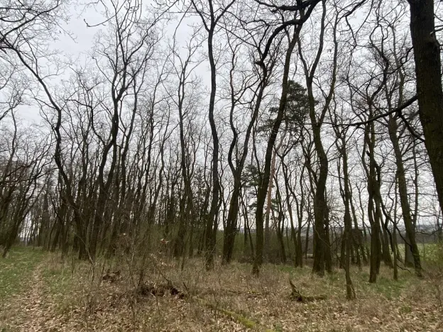 Prodej lesa, Silůvky, 3896 m2