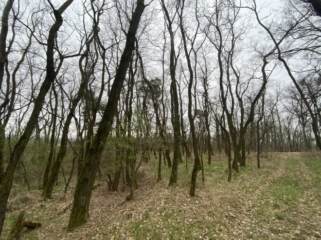 Prodej lesa, Silůvky, 3896 m2