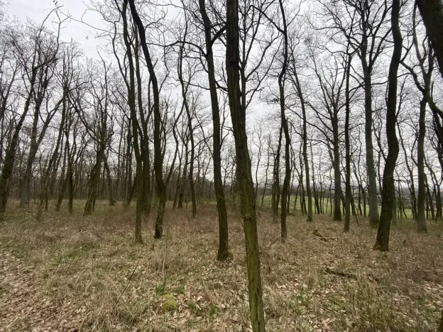 Prodej lesa, Silůvky, 3896 m2