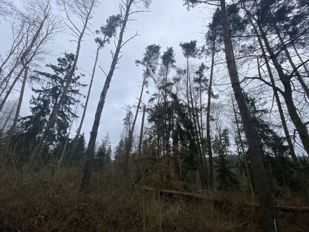 Prodej lesa, Blížejov - Lštění, 4481 m2