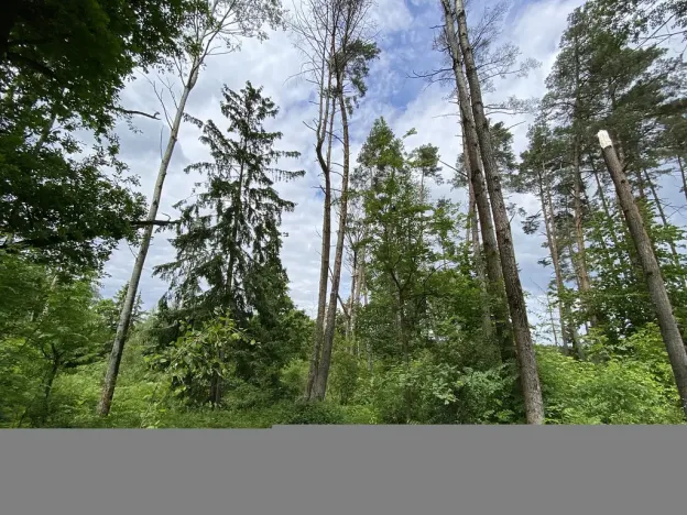 Prodej lesa, Blížejov - Lštění, 4481 m2