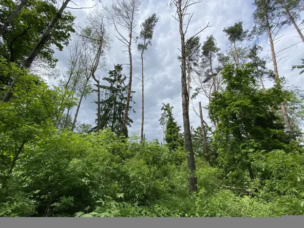 Prodej lesa, Blížejov - Lštění, 4481 m2