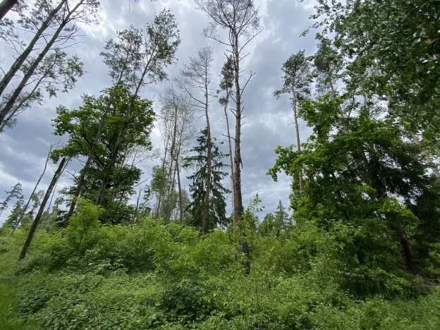 Prodej lesa, Blížejov - Lštění, 4481 m2