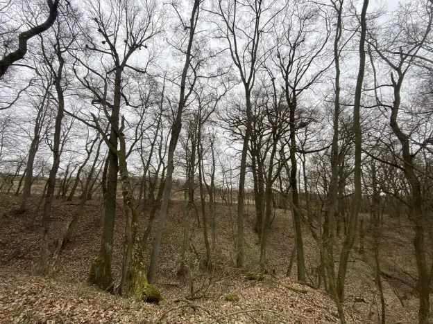 Prodej lesa, Silůvky, 462 m2