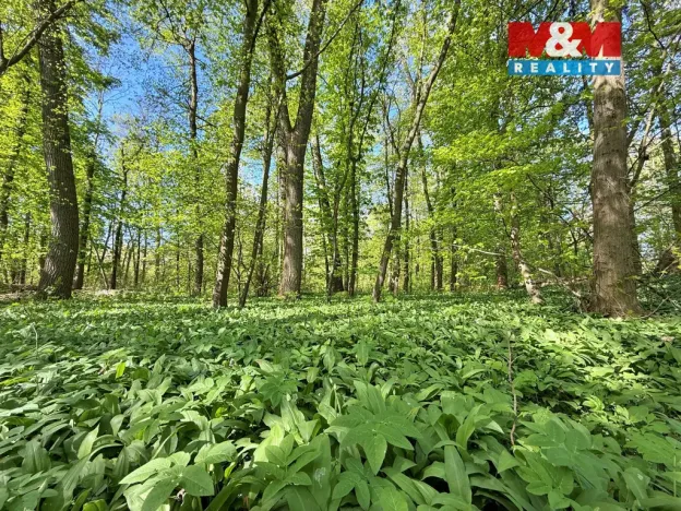 Prodej lesa, Přerov nad Labem, 70048 m2