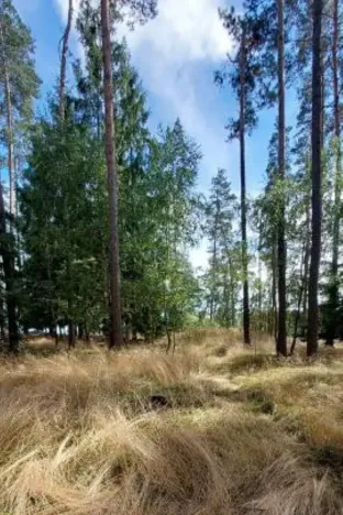 Prodej lesa, Červená Řečice, 308 m2