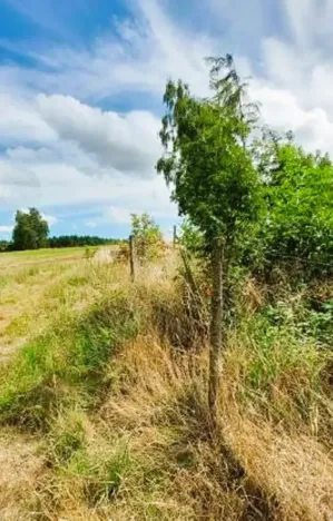 Prodej lesa, Červená Řečice, 48 m2