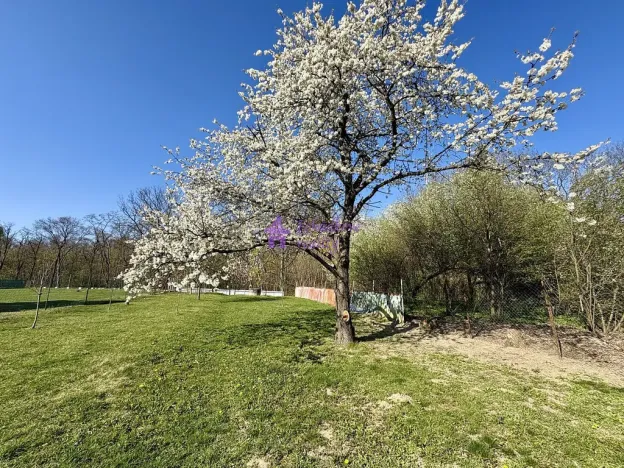 Pronájem zahrady, Olomouc - Hodolany, 1636 m2