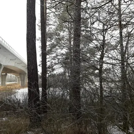 Prodej lesa, Řípec, 27546 m2