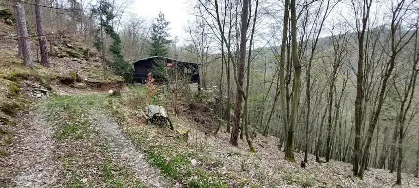 Prodej lesa, Petrov, 23078 m2