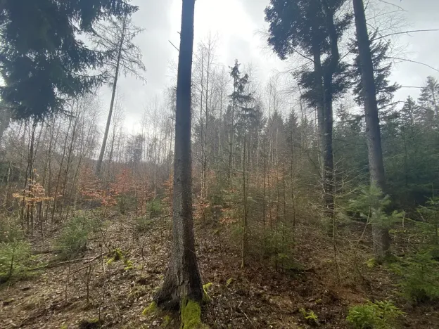 Prodej lesa, Kolinec - Buršice, 3423 m2