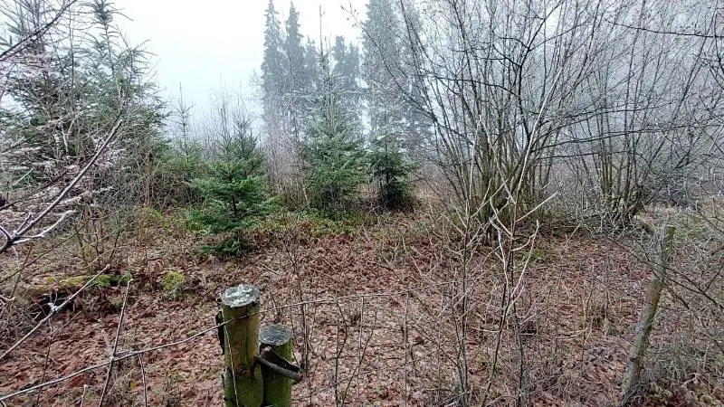 Prodej lesa, Nový Rychnov, 5967 m2