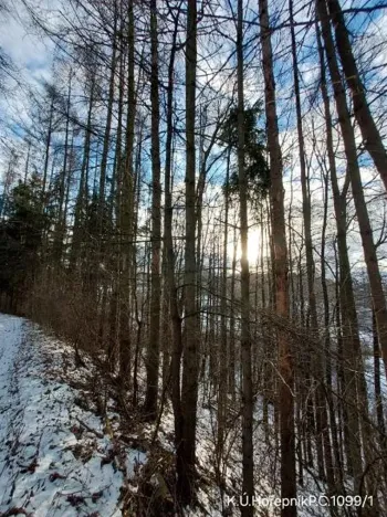 Prodej lesa, Hořepník, 10345 m2