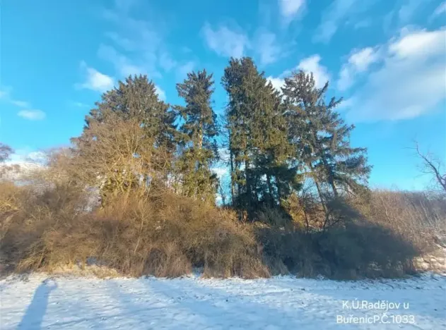 Prodej lesa, Buřenice, 9049 m2