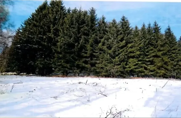 Prodej lesa, Zubří, 843 m2