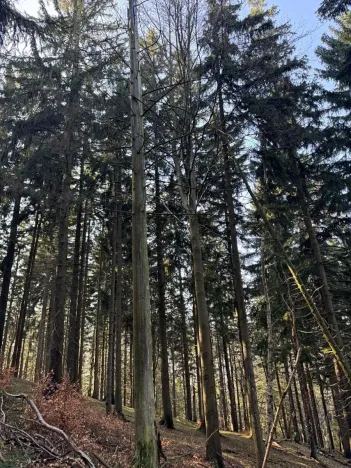 Prodej lesa, Liberec, 14111 m2