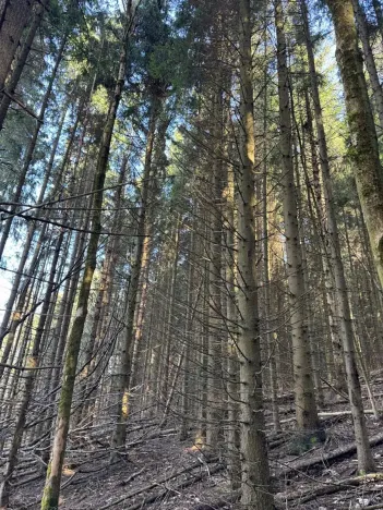 Prodej lesa, Liberec, 14111 m2