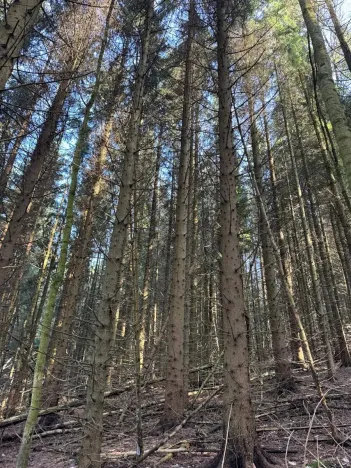 Prodej lesa, Liberec, 14111 m2