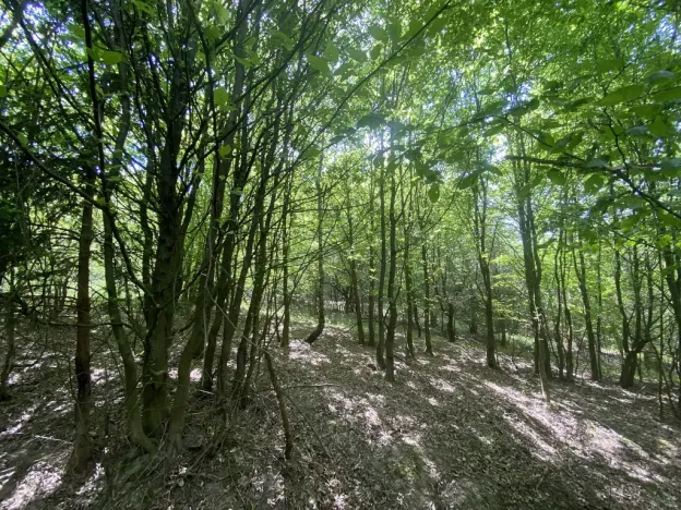 Prodej lesa, Šarovy, 11619 m2