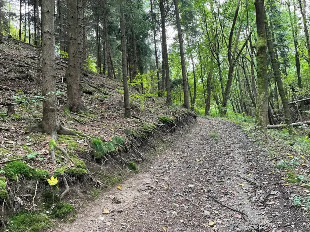Dražba lesa, Záhoří, 3816 m2